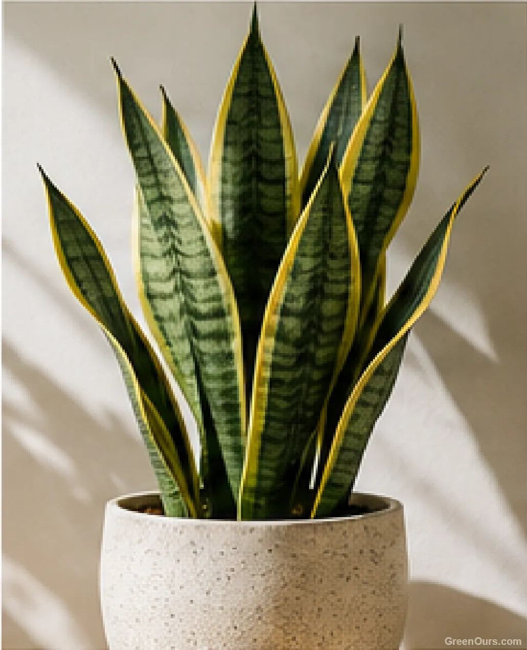 Snake plant in a dark green pot on a sunny windowsill