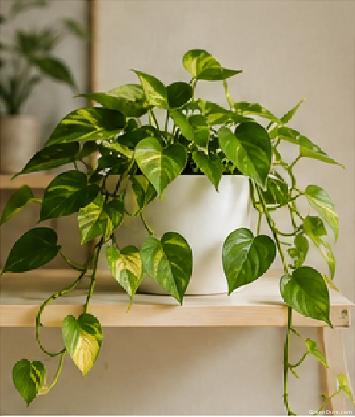 Trailing pothos plant in a white ceramic pot