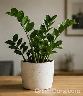 ZZ plant with glossy leaves on a wooden side table