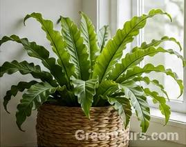 Bird's nest fern with wavy fronds in a textured pot