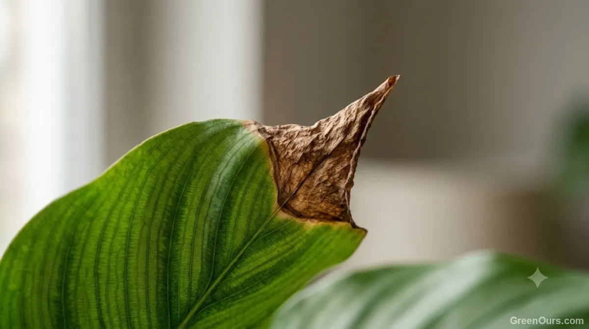 Brown Leaf Tips on Houseplants: 10 Causes Beyond Watering