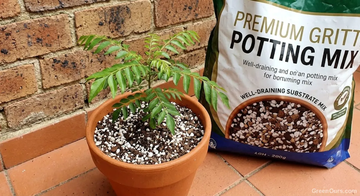 Curry leaf plant being repotted into a terracotta container with well-draining soil mix