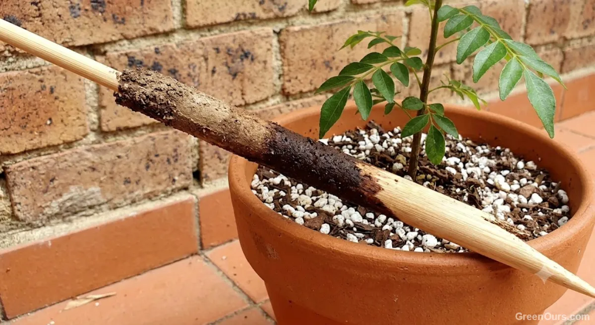 Hand checking soil moisture in a potted curry leaf plant before watering