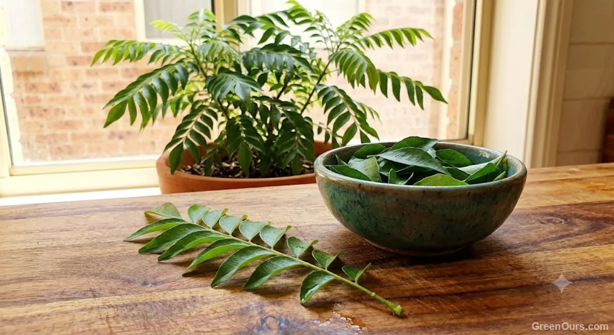 Freshly harvested curry leaf sprig resting on a kitchen counter