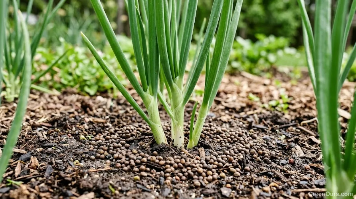 Gardener sprinkling granular fertilizer around young onion plants