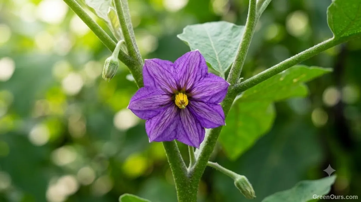 Why Eggplant Flowers Keep Falling Off Before Producing Fruit
