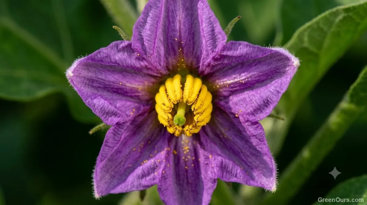 Lush green eggplant plant with abundant foliage but few flowers