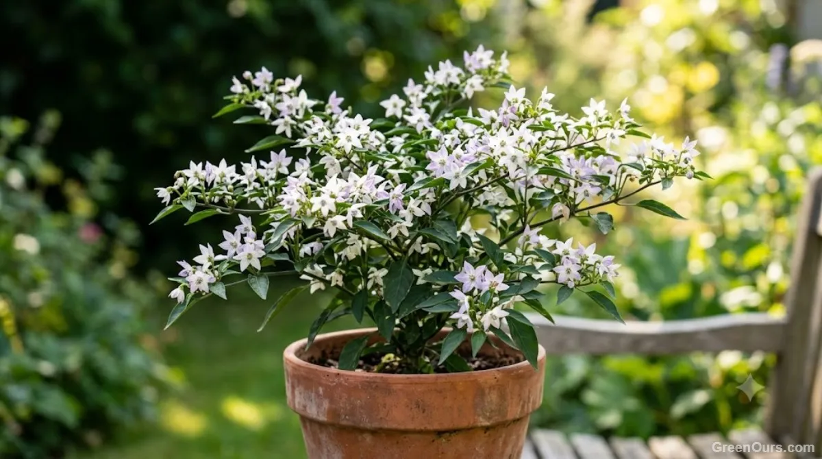 Why Your Chili Plants Have Flowers but Few Peppers